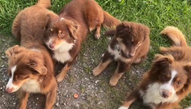 Dört sevimli kahverengi Avustralyalı çoban köpeği çimenlerde uzanıyor, şakacı doğalarını sergiliyorlar..