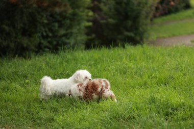 Çimenli bir arazide iki köpek oynuyor. Biri beyaz ve diğeri kahverengi. Sahne neşeli ve neşeli.