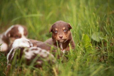 Bir grup köpek yavrusu çimlerin üzerinde yatıyor. Bir tanesi kameraya bakıyor. Sahne neşeli ve neşeli.