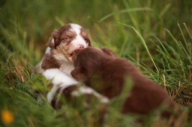 İki köpek yavrusu çimlerin üzerinde oynuyorlar. Biri diğerini yalıyor. Sahne neşeli ve neşeli.