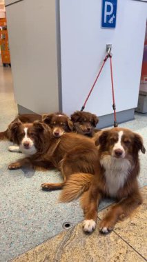 Dört kahverengi ve beyaz köpek halka açık bir alanda neşeyle rahatlıyor ve neşeli bağlarını sergiliyorlar.