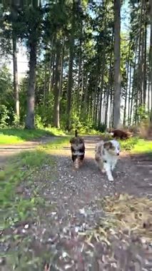 İki olağanüstü sevimli köpek yavrusu güneşli bir günün keyfini çıkarıyorlar yemyeşil orman yolunda.