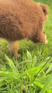 Neşeli küçük bir köpek yavrusu neşeyle yemyeşil çimenleri keşfediyor, mutlu bir şekilde açık havada bir çubuğu çiğniyor.