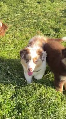 Neşeli ve neşeli bir grup köpek açık havada güneşli bir günün tadını çıkararak yemyeşil çimenlerde oynuyorlar.