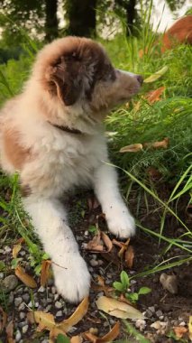 Çimenlik alanları ve çakıllı yolları keşfeden sevimli kahverengi ve beyaz bir köpek yavrusu, oyuncu merakını gösteriyor.