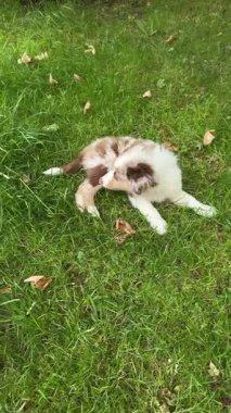 Sevimli, enerjik yavrular yemyeşil çimlerin üzerinde neşeli ve neşeli doğalarını sergileyerek mutlu mesut gülüyorlar.