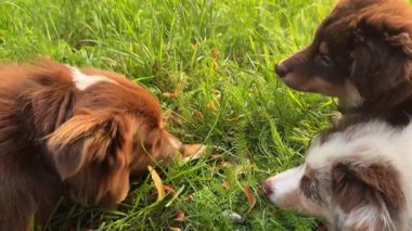 Üç sevimli köpek yemyeşil bir alanda birlikte oynuyorlar, neşe ve arkadaşlık anları yakalıyorlar..
