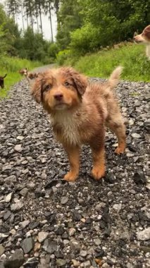 Şirin küçük bir köpek yavrusu bereketli yeşillikler, ağaçlar ve doğa ile çevrili kayalık bir yolu mutlulukla keşfeder.