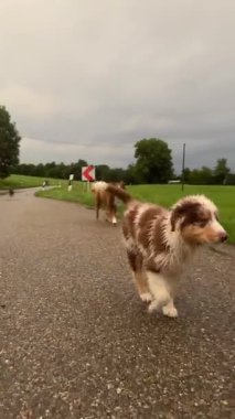 Enerjik ve neşeli yavrular dışarıda manzaralı bir patikayı keşfederken neşeyle koşuyor ve eğleniyorlar.