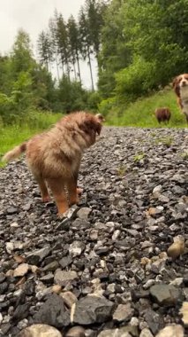 Sevimli köpekler güzel, yemyeşil bir doğal ortamda kayalık bir patikada geziniyorlar.