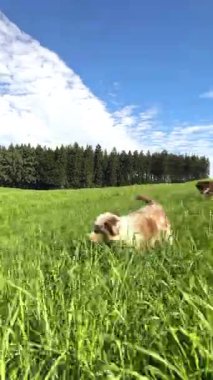 Güzel ve canlı bir arazide, iki enerjik köpek güneşli bir gökyüzünün altında yemyeşil çimenlerde neşeyle oynuyorlar.