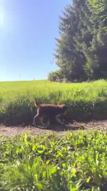 Neşeli iki köpek yukarıdaki açık mavi gökyüzünün altında canlı yeşil bir tarlada geziniyor ve keşfediyorlar.
