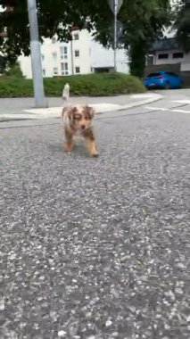 İki enerjik ve oyuncu köpek hareketli bir şehir ortamında hareketli bir kaldırım boyunca mutlu bir şekilde koşuyorlar.