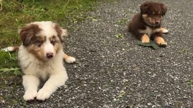 İki sevimli köpek yavrusu, yemyeşil yeşil doğal ortamların ortasında, çakıllı bir yolda rahatça dinleniyor.