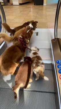 Sevimli köpeklerden oluşan neşeli bir grup büyük bir heyecan ve neşe içinde yürüyen merdiveni keşfediyorlar.