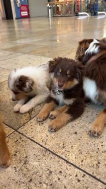 Sevimli Avustralyalı çoban köpekleri, neşeli, modern alışveriş merkezlerinde oyun zamanlarının keyfini çıkarıyorlar.