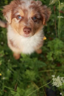 Kahverengi ve beyaz köpek kameraya bakıyor. Köpek çim tarlasında duruyor.