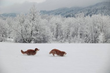 İki köpek karda koşuyor. Köpekler kahverengi ve beyazdır. Kar beyaz ve gökyüzü bulutlu