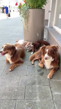 Sevimli bir köpek grubu çiçeklerle dolu güzel bir saksının yanındaki sıcak kaldırımda huzur içinde uzanıyor.