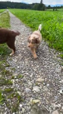 İki enerjik ve oynak köpek yavrusu, yemyeşil çimenliğin kucakladığı güzel, pitoresk bir yol boyunca neşeyle gülüyorlar.
