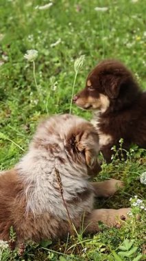 İki köpek yavrusu çimenlerde yatıyor, biri kahverengi ve diğeri beyaz. Kahverengi köpek yavrusu kameraya bakarken beyaz köpek yavrusu başka tarafa bakıyor. Sahne huzurlu ve sakin.