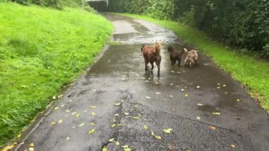 Dört oyuncu köpek yemyeşil bir çevrede ıslak ve yapraklı bir yolda keyifli bir yürüyüş yapıyorlar.