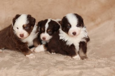 Üç köpek yavrusu bir battaniyenin üzerinde oturuyor ve kameraya bakıyor. Yavrular kahverengi ve beyaz ve birbirlerine eşlik etmekten zevk alıyor gibi görünüyorlar.