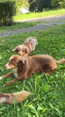 İki neşeli Avustralyalı çoban enerjik bir şekilde oynuyorlar ve canlı, yemyeşil bir alanda koşuyorlar.