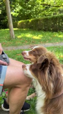 İki neşeli köpek, güzel yeşil bir park alanında sevgi dolu sahipleriyle neşe içinde etkileşime girerken hoş bir manzara gözler önüne seriliyor.