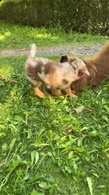 İnanılmaz derecede sevimli olan iki köpek, açık hava ortamında yemyeşil çimlerin üzerinde mutlu mesut gülüyorlar.