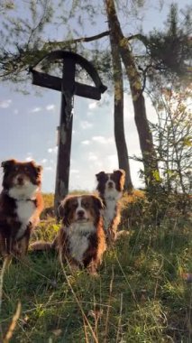 Üç neşeli ve oyuncu köpek, ahşap bir haç heykelinin hemen yanındaki yemyeşil çayırda mutlu bir şekilde geziniyorlar.