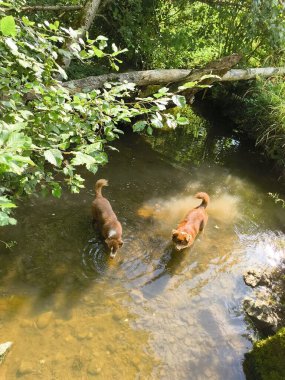 Neşeli iki köpek ferahlatıcı bir dalışın keyfini çıkarırken kristal berrak bir derede, yemyeşil, canlı yeşilliklerle çevrili.