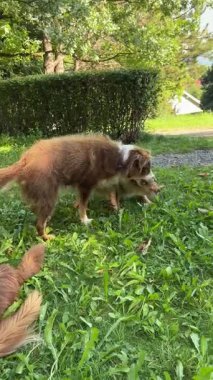 Aydınlık ve güneşli bir günde, iki enerjik köpek birlikte neşeyle oynuyorlar, yemyeşil bir ortamda eğleniyorlar.