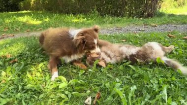 İki sevimli köpek neşeli yeşil bir alanda oynuyorlar, dostluklarını ve eğlenceli doğalarını sergiliyorlar.