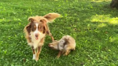 İki sevimli Avustralyalı çoban neşeli doğalarını sergileyerek yemyeşil çimlerde oynaşıyorlar..