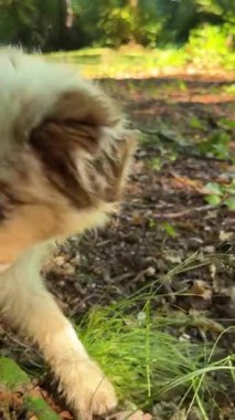 İki sevimli ve neşeli köpek yavrusu, güzel açık havada renkli yaprakları ve yumuşak otları zevkle keşfeder.