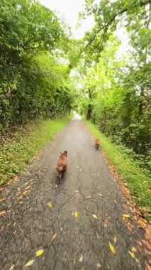 İki neşeli köpek, yemyeşil ağaçlarla çevrili güzel ve huzurlu bir yolda enerjik bir şekilde koşuyor.