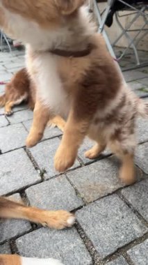İki sevimli ve oynak köpek yavrusu, sıcak bir açık hava ortamında taş kaldırımda eğleniyorlar.
