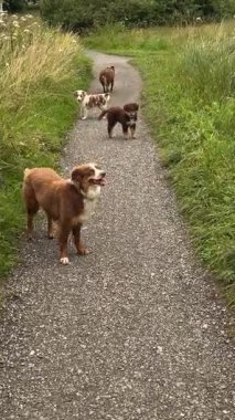 Birkaç enerjik ve oynak köpek, bereketli yeşilliklerle çevrili dolambaçlı bir çakıl yolu boyunca neşeyle yürür.