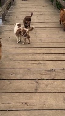 Üç sevimli ve enerjik köpek yavrusu neşe ve heyecan dolu ahşap bir kaldırımı mutlulukla keşfediyorlar.