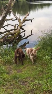 İki mutlu köpek, yemyeşil suların kenarında neşeli ve eğlenceli bir anın tadını çıkarıyorlar.