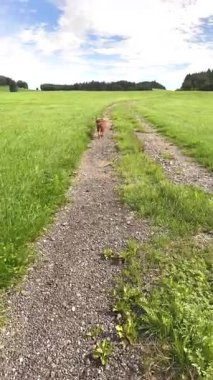 Neşeli köpekler, parlak, güneşli bir gökyüzünün altındaki yemyeşil bir tarlada, taşlı bir patika boyunca heyecanlı bir şekilde koşarlar.