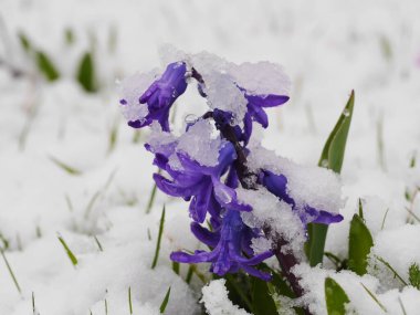 Karla kaplı mor bir çiçek. Kar çiçekleri ve toprağı kaplıyor.