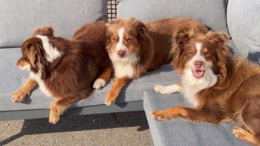 Üç mutlu köpek, rahat, gri bir kanepede birlikte vakit geçiriyorlar, güneşin altında güneşleniyorlar, mükemmel anları paylaşıyorlar.