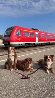 Sevimli köpeklerden oluşan bir üçlü, arka planda canlı kırmızı bir trenle bir tren istasyonunda rahatça dinleniyor.