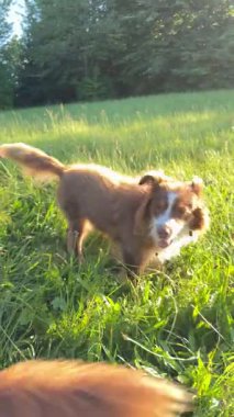 İki canlı köpek, berrak gökyüzünün altındaki yemyeşil bir tarlada neşeli bir anın tadını çıkarıyorlar.