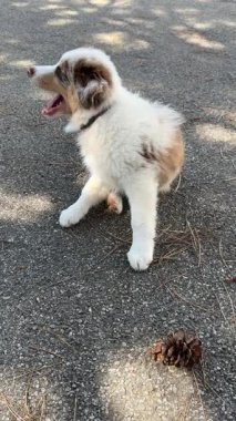 Canlı bir köpek yavrusu, etrafını keşfederken neşeli davranışlarını sergileyen bir kozalakla oynar.