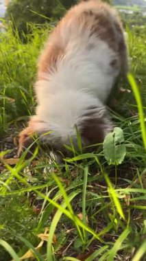 Şirin bir köpek yavrusu çimenleri kazarak neşeli doğasını ve sınırsız merakını gösteriyor.