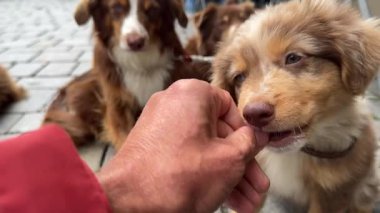 Sevimli ve sevimli yavrular, büyüleyici bir kaldırım taşının üzerinde bir insanla sevgi dolu, yürek ısıtan bir anı paylaşıyorlar.