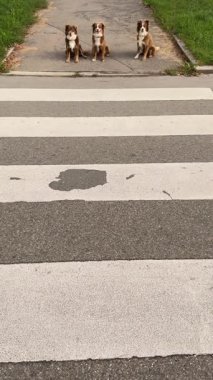 Canlı bir park ortamında, kalabalık bir zebra geçidinden koşarak geçen üç neşeli köpek.